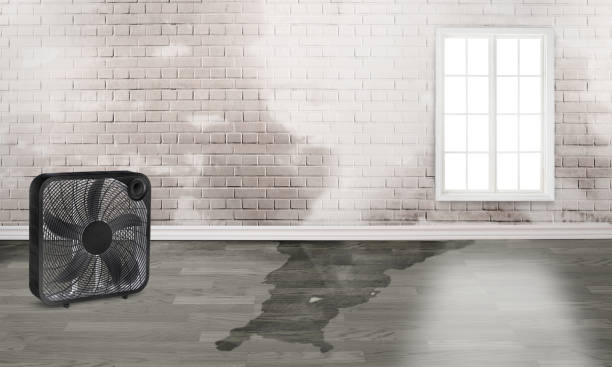Best 24/7 water damage repair  in Walsenburg, CO